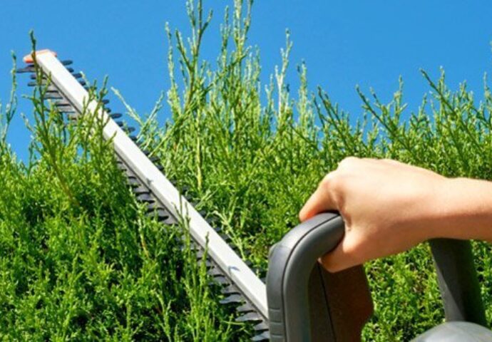 Hecke schneiden 5951